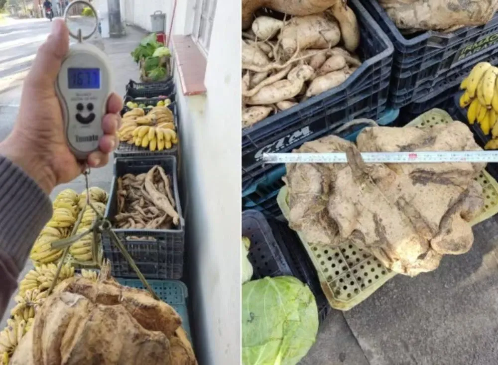 Batata-Doce gigante de 16 kg é colhida no Vale do Ribeira e impressiona moradores