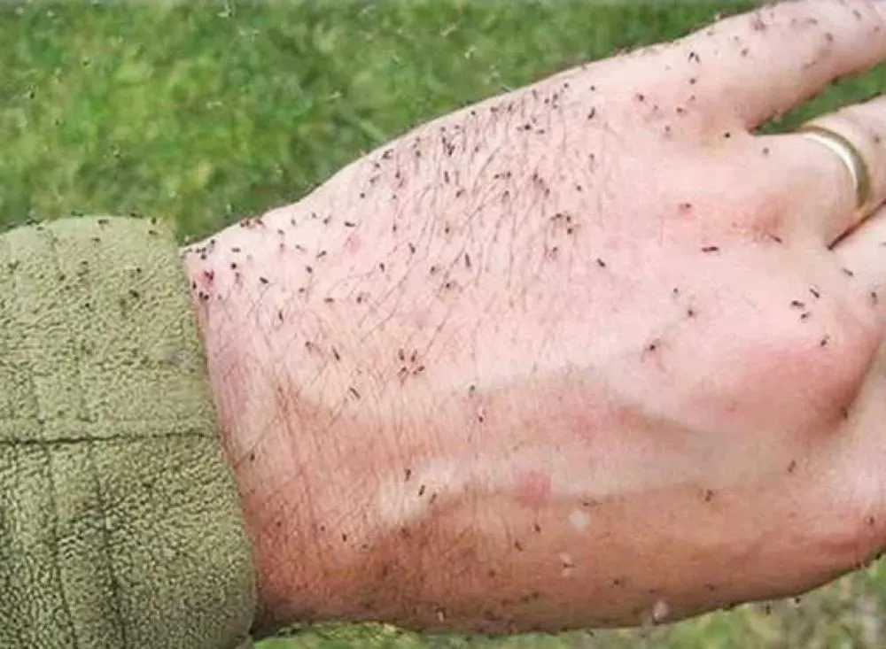 Foto: Divulgação / Vale do Ribeira registra novos casos de Febre Oropouche: Cajati e Pariquera-Açu em Alerta 