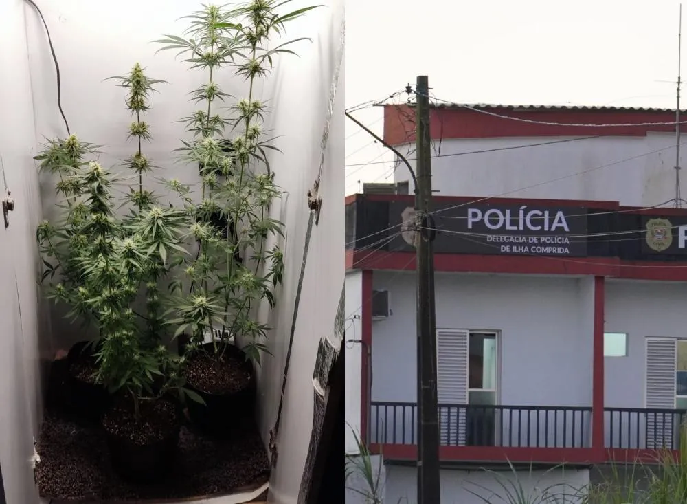 Homem é preso em flagrante por comercializar pés de maconha no Vale do Ribeira / Foto: Divulgação Polícia Civil / Fagner Vieira