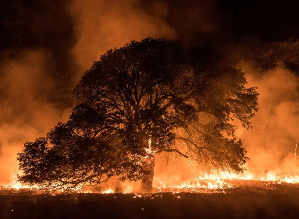 Diferente do restante do estado, Litoral de SP é menos afetado por incêndios florestais; entenda / Foto: Divulgação