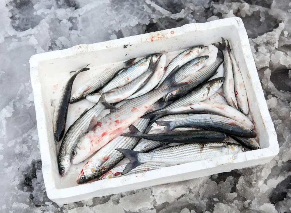Estudo revela que sete em cada dez tainhas pescadas no litoral de SP estão contaminadas 