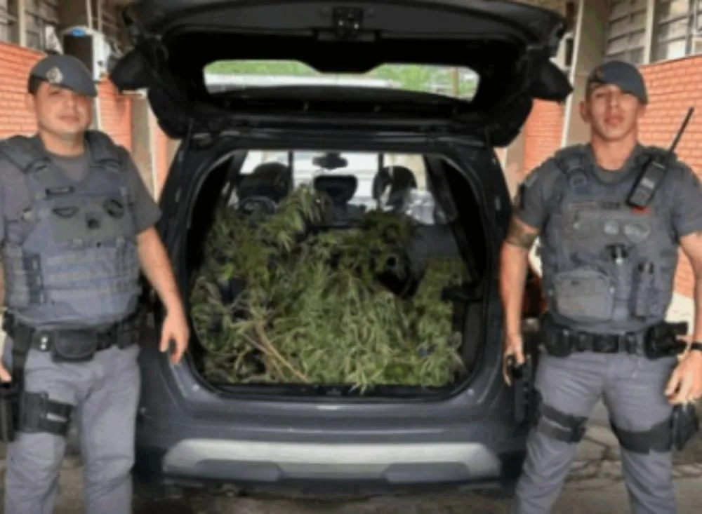 Após denúncia mulher é presa com pé de maconha dentro de casa no Vale do Ribeira