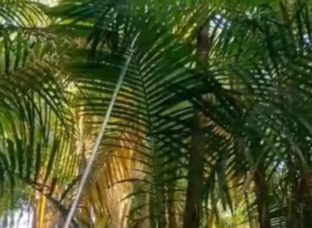 Jovem morre após sofrer descarga elétrica durante colheita de açaí em fazenda no Vale do Ribeira 