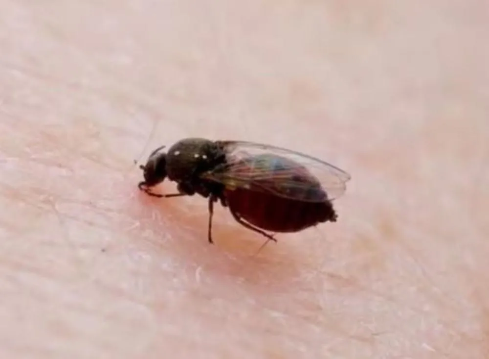 São Paulo registra 44 casos de febre oropouche em 2025, com aumento de 450% em relação a 2024; Vale do Ribeira e Litoral Norte são as regiões mais afetadas / Foto: Reprodução