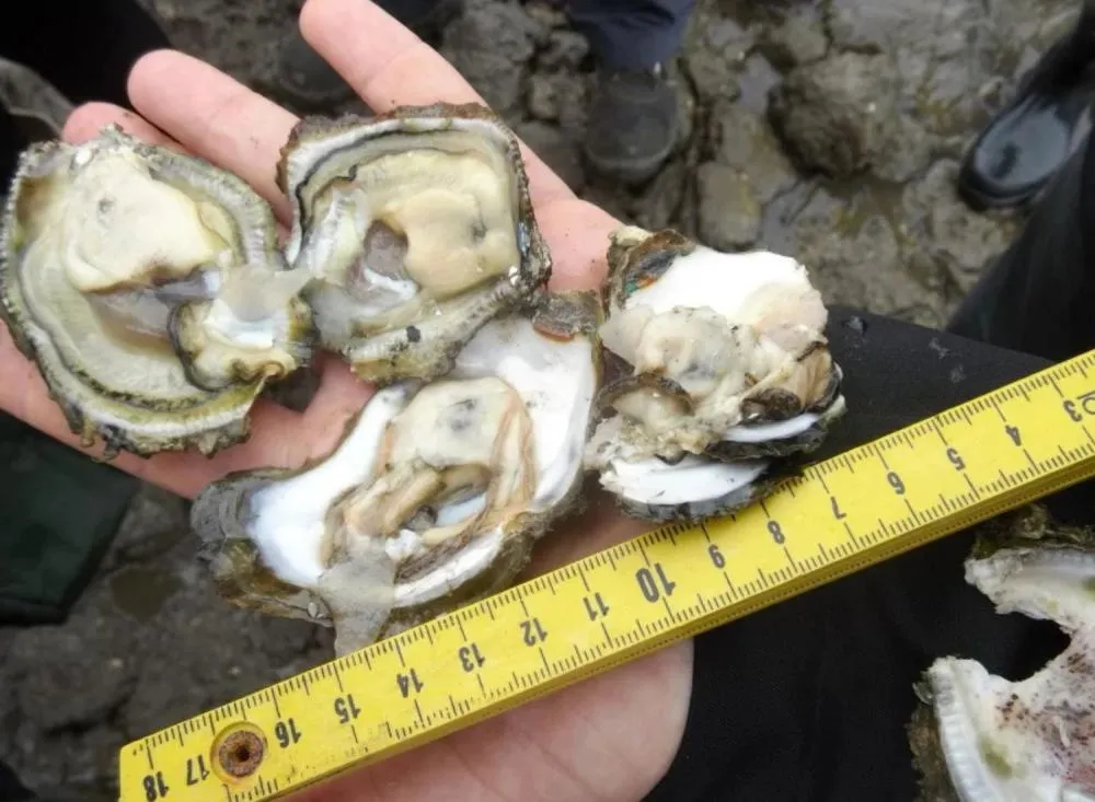 Estudo da Unesp de Registro revela que ostra invasora se multiplica no litoral do Vale do Ribeira e preocupa especialistas / Foto: Divulgação Unesp Registro