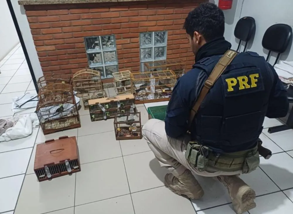 Dupla é flagrada pela Polícia Rodoviária Federal transportando aves silvestres irregularmente na rodovia BR-116 no Vale do Ribeira