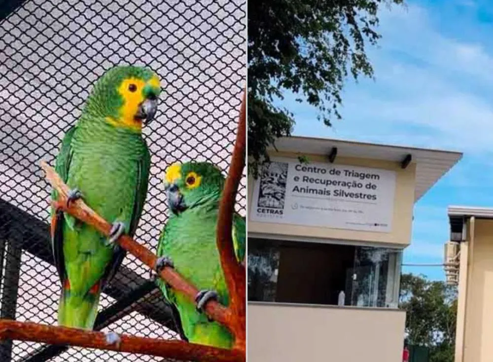 Centro de Triagem e Reabilitação de Animais Silvestres (Cetras) de Registro já acolheu mais de 500 animais silvestres / Foto: Divulgação