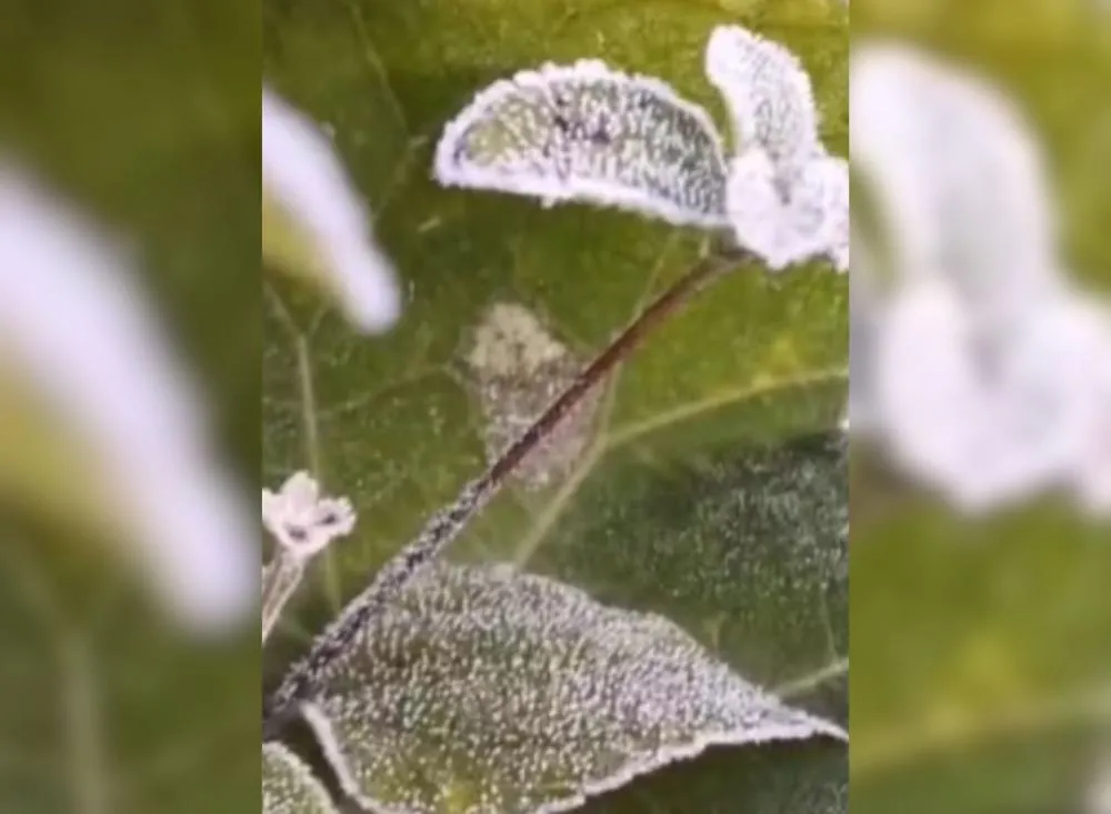 Geada no Vale do Ribeira: Apiaí registra -1,9°C e está entre as cidades mais frias do estado de São Paulo