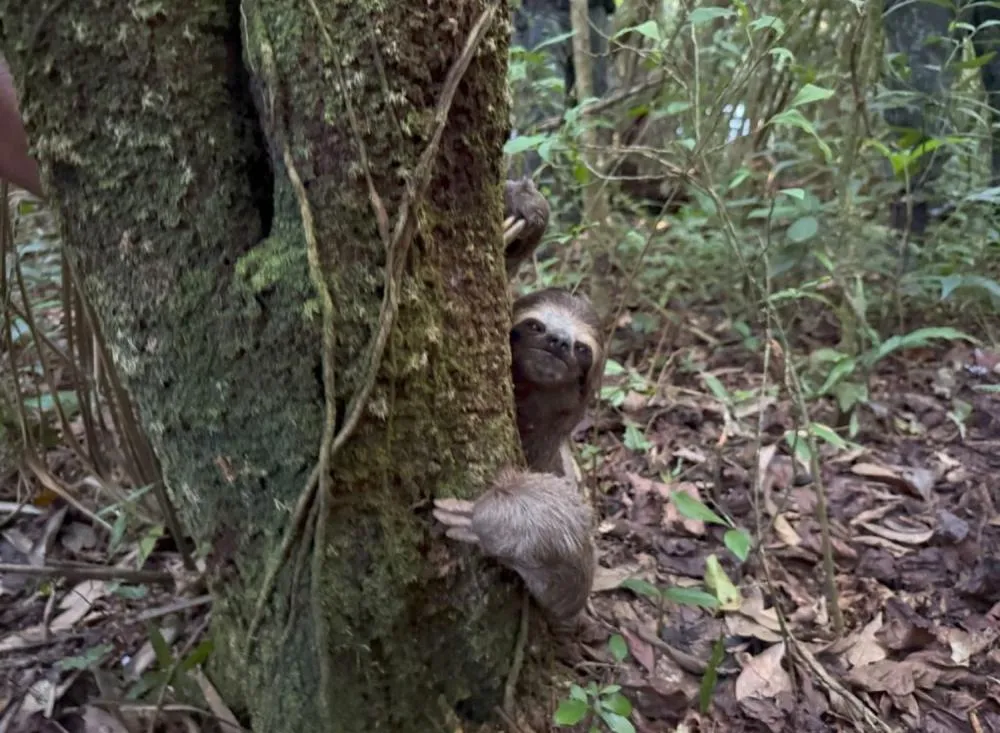 Final feliz em Registro SP: Bicho-Preguiça resgatado é devolvido à natureza após recuperação / Divulgação Governo de SP
